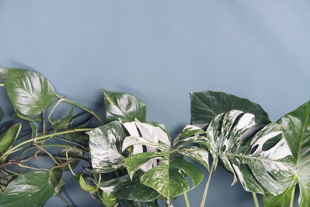 тропічне листя на сірому фоні з копіспадом
 - Фото, зображення