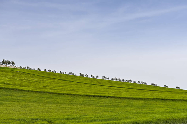 Zielone pola zbóż, w lekko pofałdowanym krajobrazie - Zdjęcie, obraz