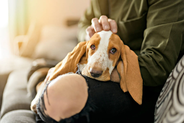 Man Playing With basset Pet Dog At Home sofa. - Foto, afbeelding