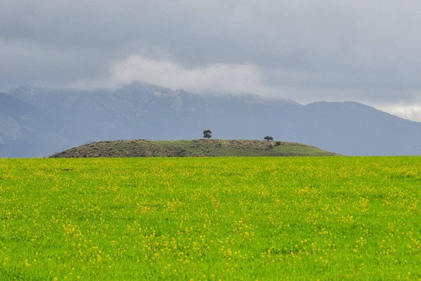 Zielone pola zbóż, w lekko pofałdowanym krajobrazie - Zdjęcie, obraz