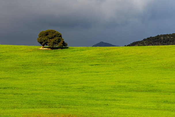 Green cereal fields, in a slightly undulating landscape. - Fotografie, Obrázek