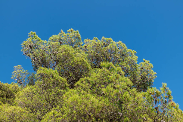 pine on the coast in Croatia, Drvenik - Фото, изображение