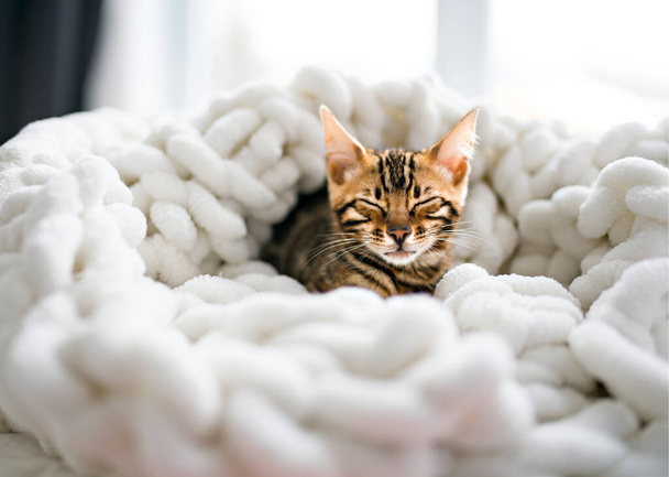 Little Baby Bengal kitty at home bed - Valokuva, kuva