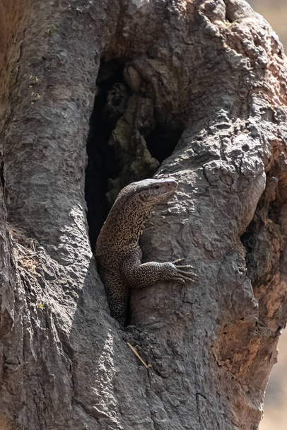 Bengal monitor, Varanus bengalensis, lizard hidden in a hole on a tree in India - Foto, Imagem