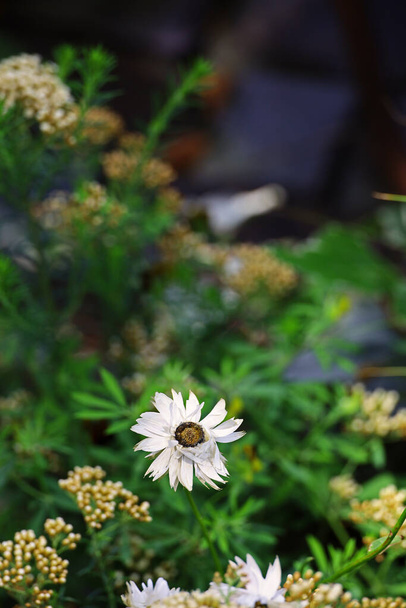 Yksittäinen Rhodanthe hymnit kukka kukkii kontti puutarha potin - Valokuva, kuva