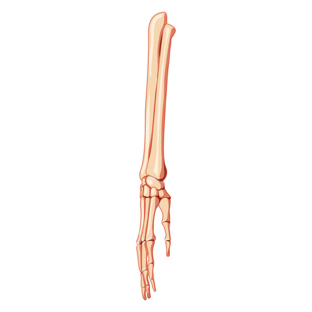 Avant-bras Squelette ulna, rayon, main Front humain Vue ventrale antérieure. 3D Anatomiquement correct réaliste plat couleur naturelle - Vecteur, image
