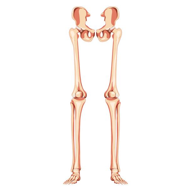 Extremidades inferiores Pelvis humana con piernas, muslos Pies, tobillos Esqueleto delantero Vista ventral anterior. 3D anatómicamente correcto - Vector, imagen