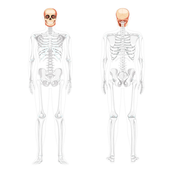 Σετ ανθρώπινης κεφαλής Κρανίο Skeleton μπροστά όψη πίσω με τα χέρια πλευρά εν μέρει διαφανή θέση του σώματος. Μοντέλο ανθρώπινων σιαγόνων - Διάνυσμα, εικόνα