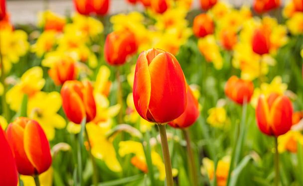 Tulipány a narcisy na zahradě. Zblízka se podívejte na barevné tulipány a narcisy na záhonu. Rozmazané pozadí, nikdo, selektivní zaměření - Fotografie, Obrázek