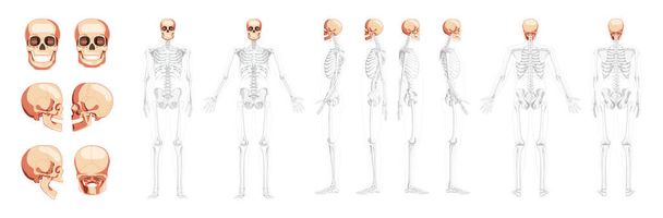 Ensemble de tête humaine Skull Skeleton vue de face arrière avec les mains latérales ouvertes position du corps partiellement transparente. réaliste - Vecteur, image