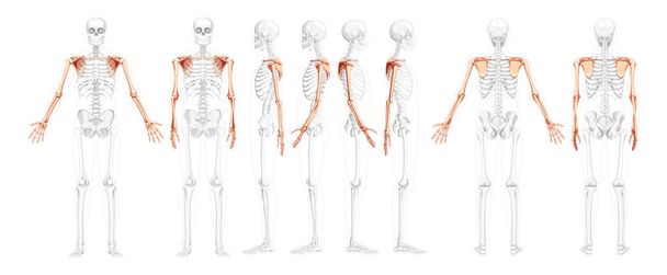 Set of Skeleton upper limb Arms with Shoulder Human front back side view with partly transparent bones position. - Vector, Imagen