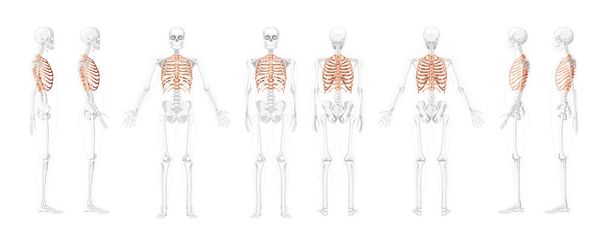 Рёберная клетка Скелет Человеческий вентральный, боковой и спинной обзор с частично прозрачным положением костей. Набор анатомически - Вектор,изображение