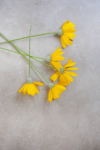 Bright yellow daisies in corner of rustic grey concrete background with copy space - Fotó, kép