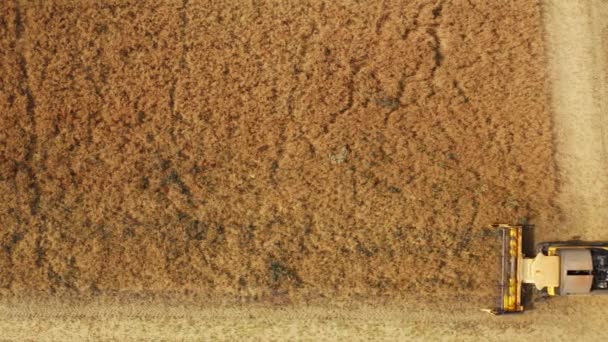 Orange harvester cuts grown rapeseed leaving windrows - Filmmaterial, Video
