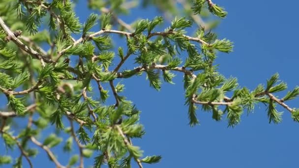 New leaves on larch with buds. The branches move in the wind. Red buds cones on larch - Materiał filmowy, wideo