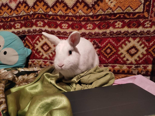 абстрактна супер мила і приємна цікава фотографія. Кролик вдома. Домашня тварина. Білий кролик. Білий кролик на ліжку поруч з килимом на ліжку
. - Фото, зображення