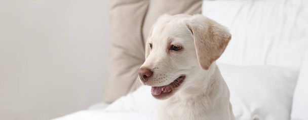 Cute Labrador puppy in bedroom - Фото, зображення