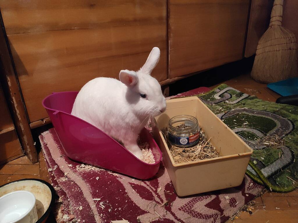 Очень симпатичное и красивое интересное фото. Кролик дома. Животное. Белый Кролик. Белый кролик ест еду возле шкафа.. - Фото, изображение