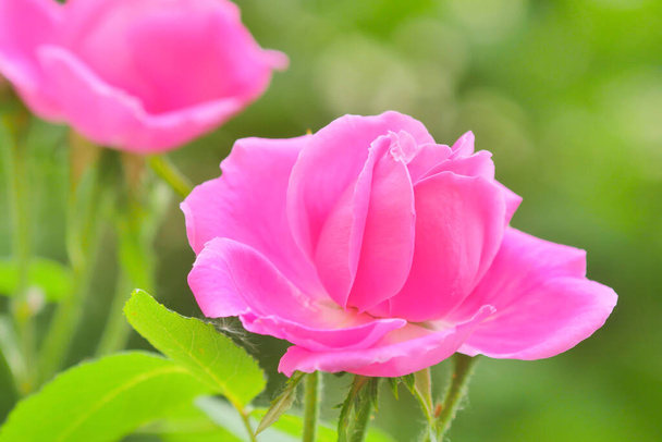 Рожева квітка троянд і рожевий бутон зблизька. Сад троянд Дамаску. - Фото, зображення