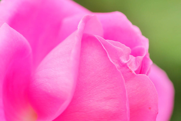 Рожева квітка троянд і рожевий бутон зблизька. Сад троянд Дамаску. - Фото, зображення