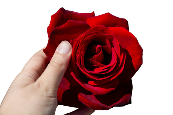 Рука тримає червоні троянди квітів для свята, боке, макро, квітковий фон. романтичний простір для тексту
 - Фото, зображення
