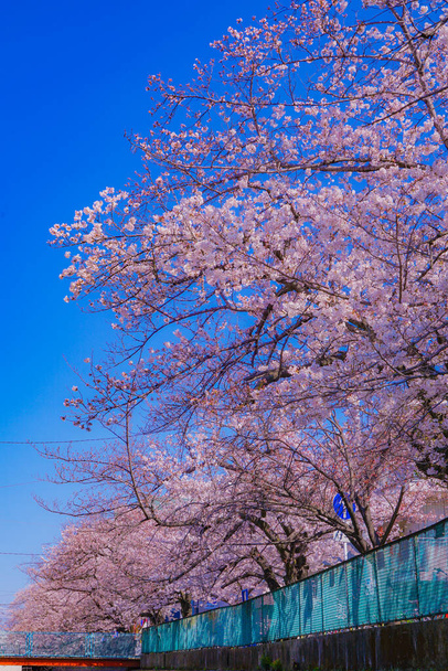 Des cerisiers fleurissent le long de l'ancien Sumiyoshi Shibukawa. Lieu de tournage : Ville de Kawasaki, Préfecture de Kanagawa - Photo, image