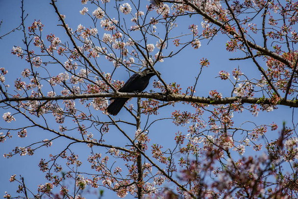 Jet-μαύρο κοράκι (Hashibuto γυαλί). Τοποθεσία: Ota -ku, Τόκιο - Φωτογραφία, εικόνα
