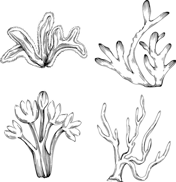 Vettore di corallo con incisione stile illustrazione del logo o emblema per menu di design frutti di mare. Elemento di design nautico - Vettoriali, immagini