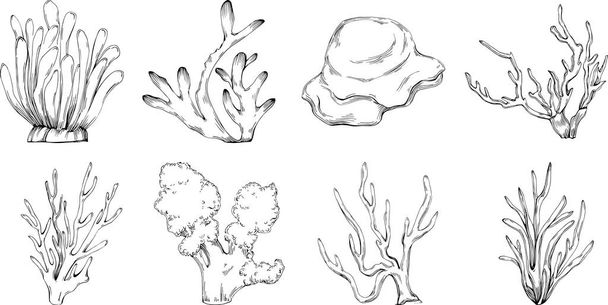 Coral vector with engraving style illustration of logo or emblem for design seafood menu. Nautical design element - ベクター画像