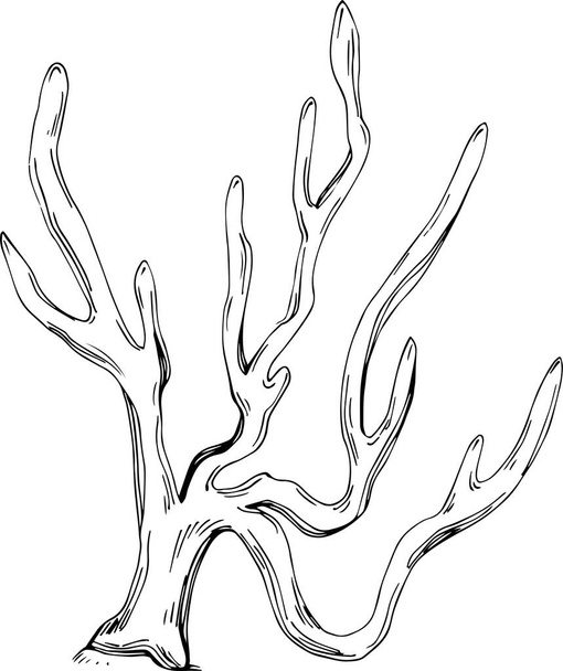 Korall vektor gravírozás stílusú illusztrációja logó vagy embléma design tenger gyümölcsei menü. Tengerészeti tervezési elem - Vektor, kép