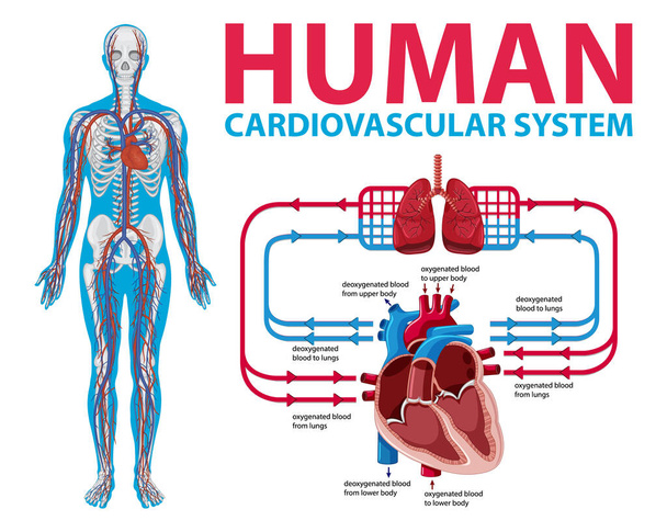 Diagramm zur Illustration des menschlichen Herz-Kreislauf-Systems - Vektor, Bild