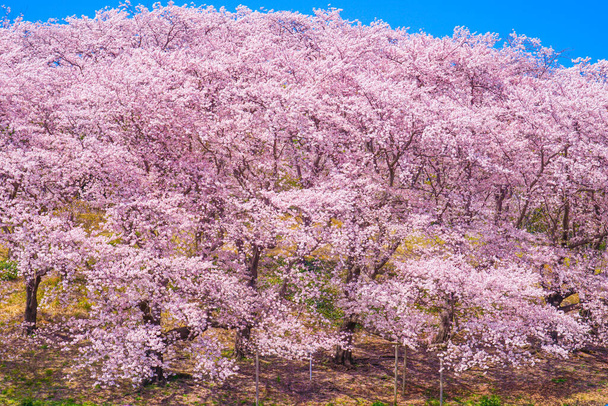 Des cerisiers fleurissent au parc Honkanzan. Lieu de tournage : Naka -ku, Yokohama -shi - Photo, image