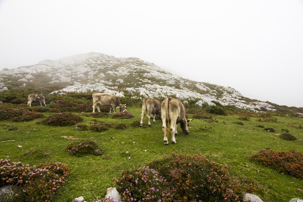 Las vacas de la cima - Foto, Imagen