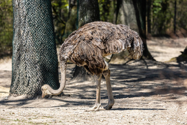 The common ostrich, Struthio camelus, or simply ostrich, is a species of large flightless bird native to Africa. It is one of two extant species of ostriches - Foto, imagen