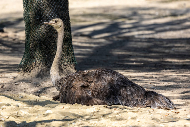 The common ostrich, Struthio camelus, or simply ostrich, is a species of large flightless bird native to Africa. It is one of two extant species of ostriches - Fotoğraf, Görsel