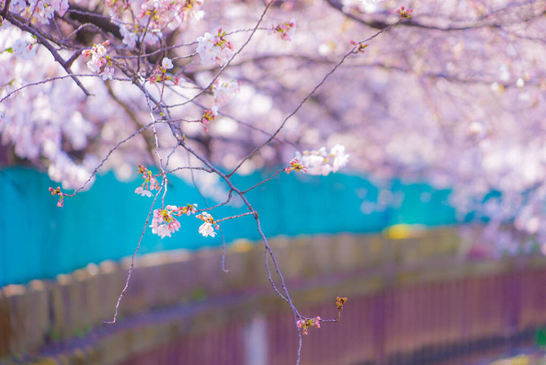 Des cerisiers fleurissent le long de l'ancien Sumiyoshi Shibukawa. Lieu de tournage : Ville de Kawasaki, Préfecture de Kanagawa - Photo, image