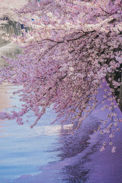 Rivière Meguro et fleurs de cerisier pleine floraison. Lieu de tournage : Meguro -ku, Tokyo - Photo, image