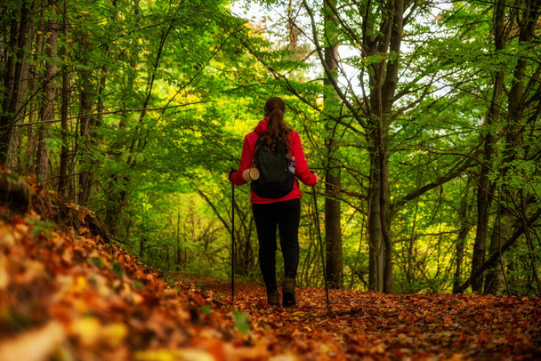 Woman hiker with trekking poles walking on trail on autumn forest - Photo, image