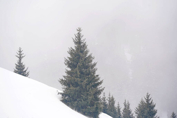 Diferentes tipos de abetos, pinos y árboles en zonas montañosas, con niebla espesa. - Foto, imagen