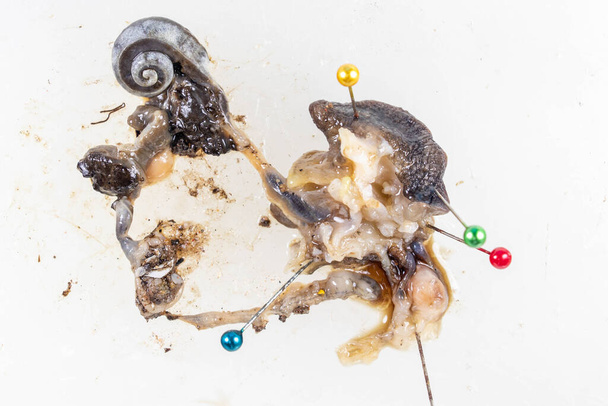 Structure of Giant African Snail in the laboratory. - Photo, image