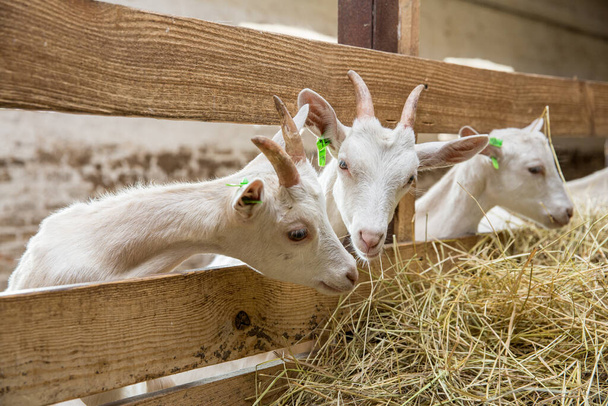 Young goats eating hay in a stable. Cattle breeding and animal farming concept - Fotoğraf, Görsel