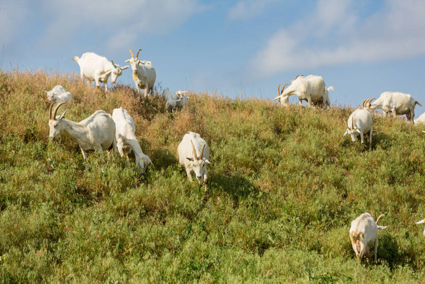 Herd of farm goats  on a pasture. Livestock and agriculture concept - Fotoğraf, Görsel