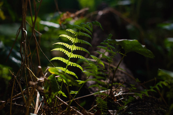 helecho en el bosque bajo el sol - Foto, Imagen