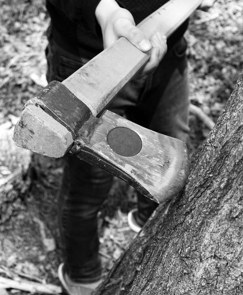 felling trees with an ax, tree slaughter, cutting trees without permission, trees and axes, - Φωτογραφία, εικόνα