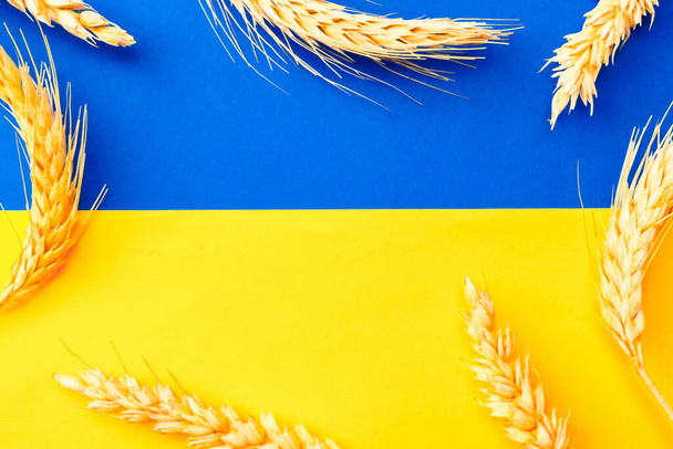 Ukraine wheat grain background. Ukrainian symbol with wheat grain ear isolated on yellow blue flag banner. Flat lay, copy space - Фото, изображение