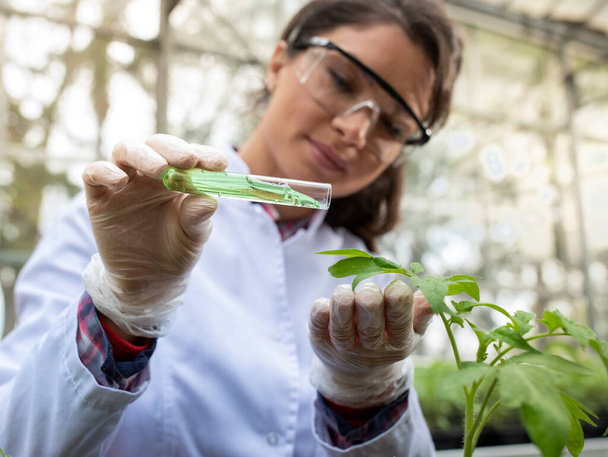 Νεαρή όμορφη γεωπόνο γυναίκα ρίχνει χημικές ουσίες σε φύλλα σπορόφυτα σε γλάστρα στο θερμοκήπιο. Πειράματα φυτοπροστασίας - Φωτογραφία, εικόνα