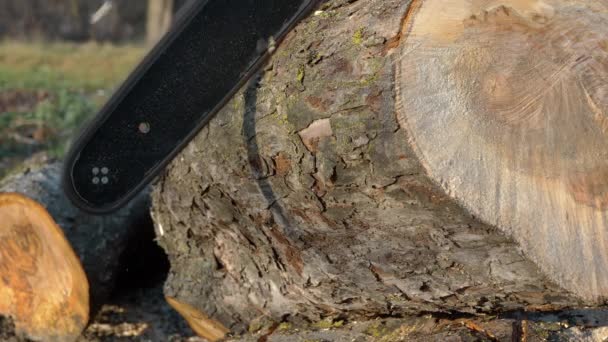Brennholz mit der Kettensäge schneiden - Filmmaterial, Video