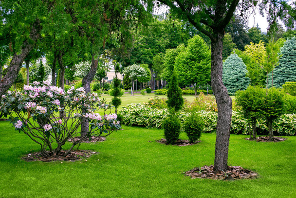 The landscape of the garden with flowering deciduous bushes and evergreen bushes of thuja in a park with trees and mulch bark of wood, spring parkland with different plants, nobody. - Foto, immagini