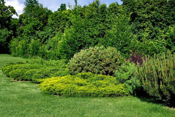 evergreen pine and thuja bushes on a lawn with green grass in a park with deciduous trees on a sunny spring day, eco friendly parkland perspective view, nobody. - Foto, imagen