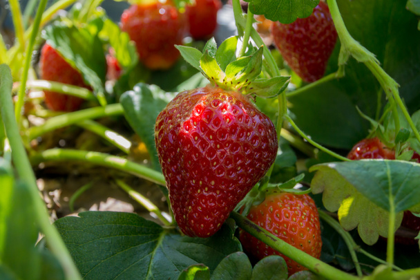 Strawberry Growing on Plant - Photo, Image